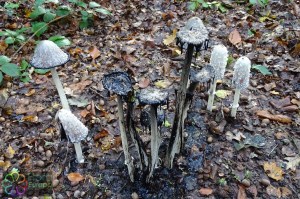 Coprinus comatus.jpg_product_product_product_product_product